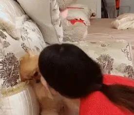 龙辉优配 狗狗翻肚求摸还霸床？你家毛孩熟了没？
